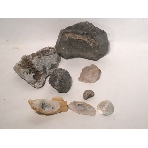 475 - Small Group Of Fossils and rocks