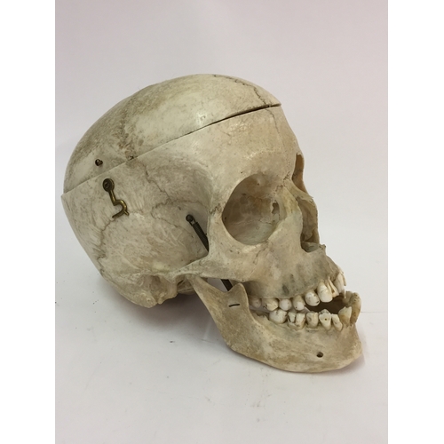 100a - Genuine human medical skull