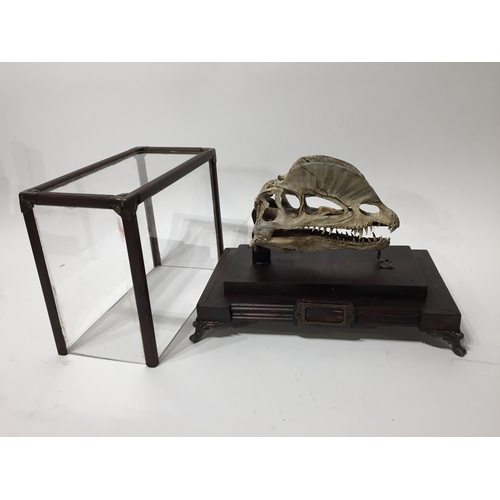 172 - Flying Dinosaur skull in display case skull measures 19cm long and the case measures 31cm x 18cm x 2... 