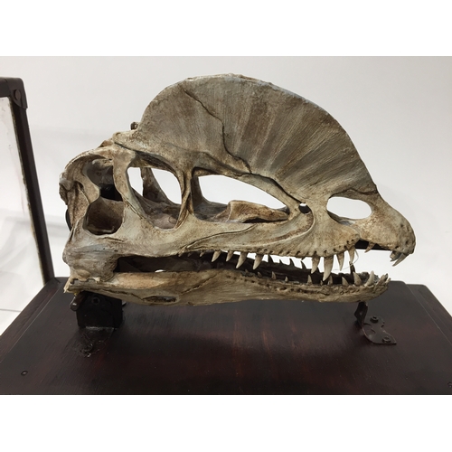 172 - Flying Dinosaur skull in display case skull measures 19cm long and the case measures 31cm x 18cm x 2... 