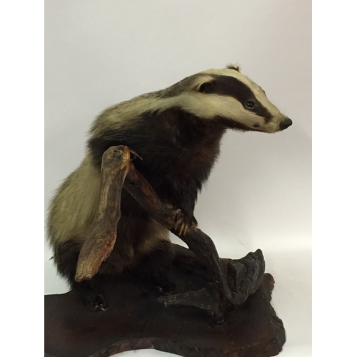 367 - Good quality Victorian Mounted taxidermy badger