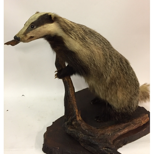 367 - Good quality Victorian Mounted taxidermy badger