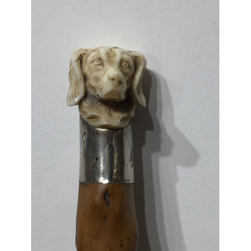 119 - Antique Ivory dog head walking stick with silver Collar