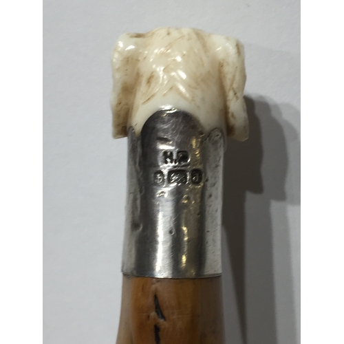 119 - Antique Ivory dog head walking stick with silver Collar