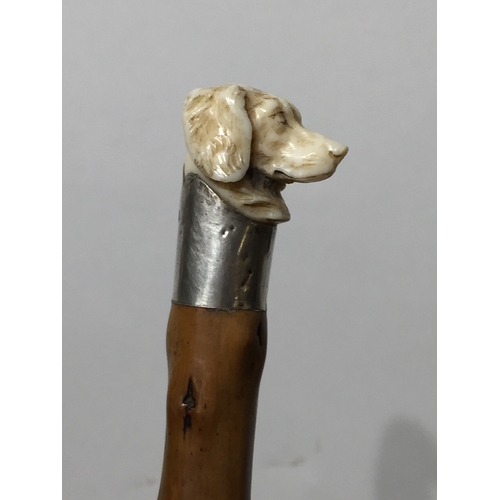 119 - Antique Ivory dog head walking stick with silver Collar