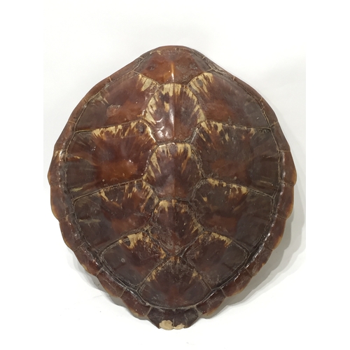 210 - Antique taxidermy turtle shell 43x39cms