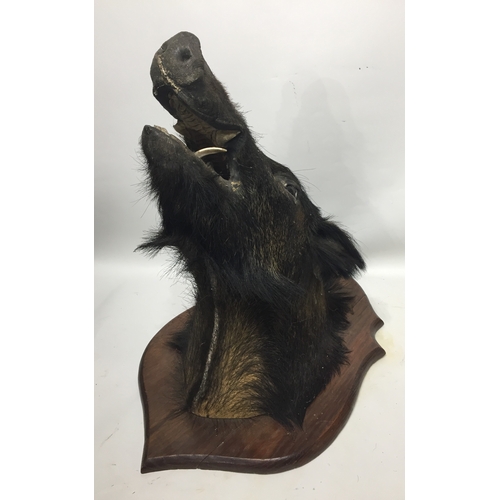 190 - Taxidermy Wild Boar Head Mount