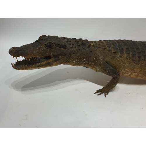 191 - Taxidermy Alligator 110 Cms Long