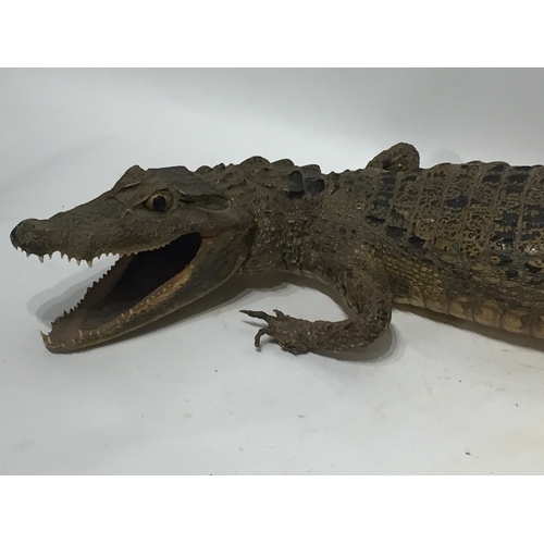 192 - Similar To Previous Lot Taxidermy Alligator 92 cms Long