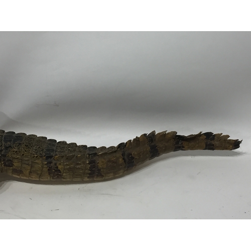 192 - Similar To Previous Lot Taxidermy Alligator 92 cms Long