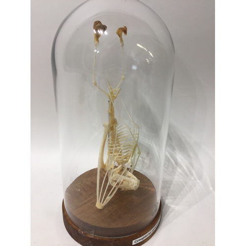 194 - Taxidermy Bat Skeleton  In Glass Domed Case 21cms High