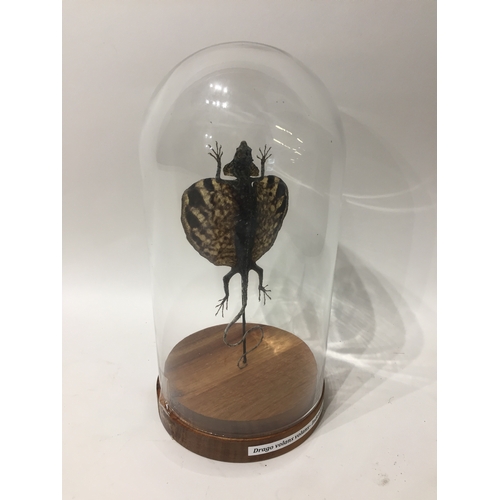 195 - Taxidermy Drago In Glass Domed Case 21cms High