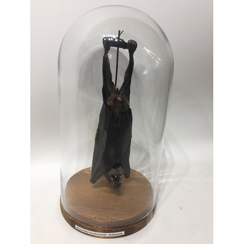 196 - Taxidermy Dog Bat  In Glass Domed Case 28cms High