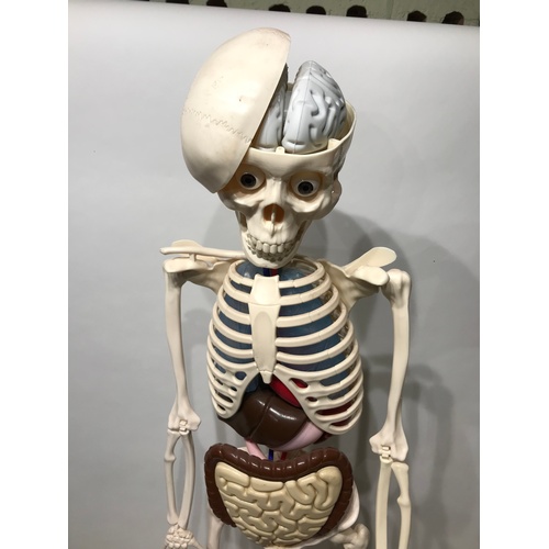 269 - Vintage Educational Skeleton 115 cms High