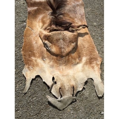 451 - Full Vintage Taxidermy donkey Hide / Rug