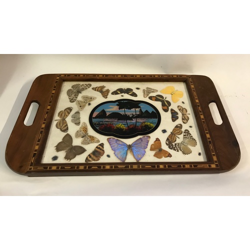 558 - Vintage Inlay Tray With Taxidermy Butterfly Decoration