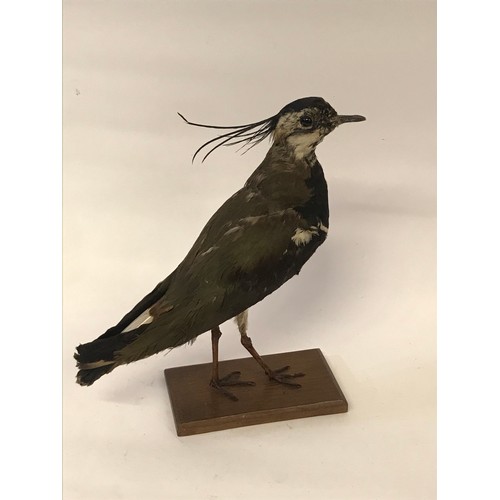 465 - Taxidermy Full Mount Lap Wing Pewit