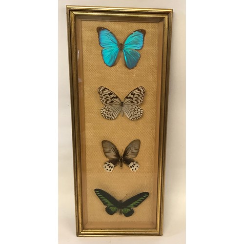 466 - Vintage Gilt Framed Taxidermy Cased Butterfly's. 59 x 23 cms