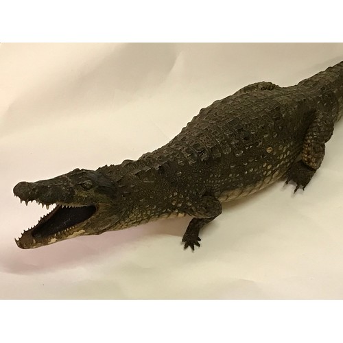 480 - Full Size Mount Of A Taxidermy Crocodile. 120 cms