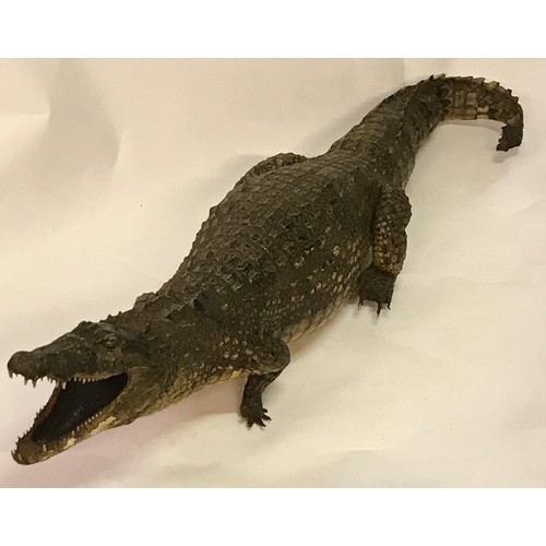 480 - Full Size Mount Of A Taxidermy Crocodile. 120 cms