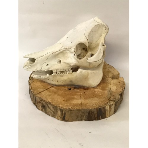 467 - Taxidermy Mounted Wild Boars Skull.