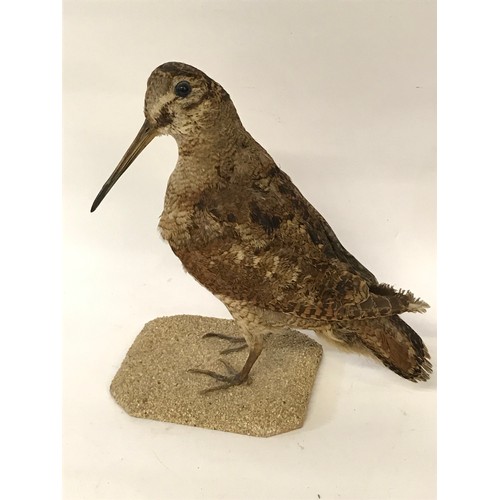 468 - Nice Example Of A Taxidermy Full Mount Woodcock.