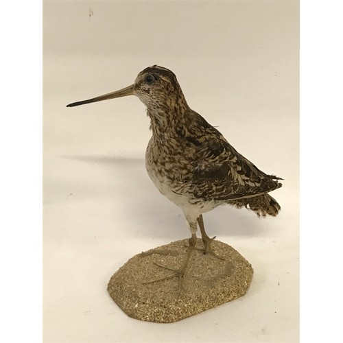 469 - Nice Example Of A Taxidermy Full Mount Snipe.