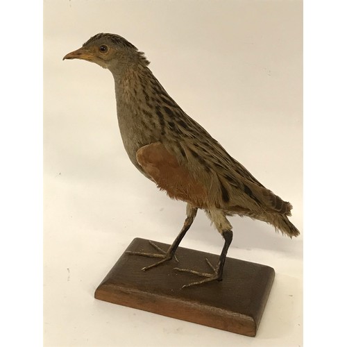 470 - Nice Example Of A Taxidermy Full Mount Corn Crake.