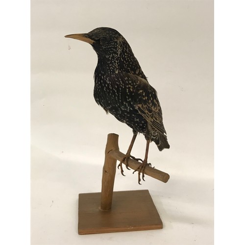 471 - Taxidermy Full Mount Starling.