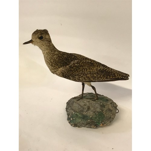 472 - Taxidermy Full Mount Of A Golden Plover