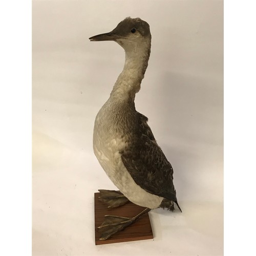 473 - Taxidermy Full Mount Of A Grebe Or Diver.