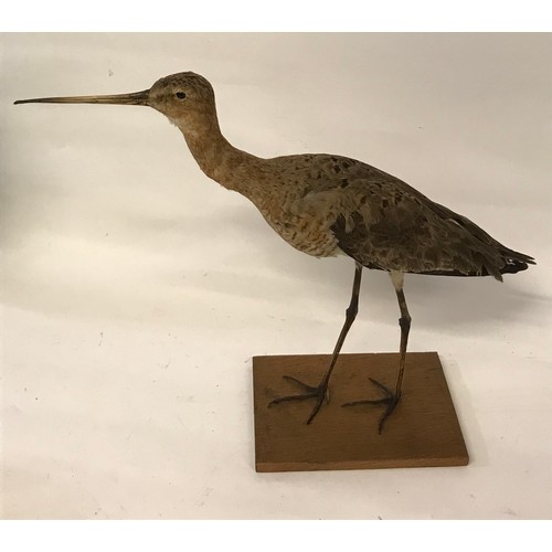 474 - Taxidermy Full Mount Of A Godwit Bird