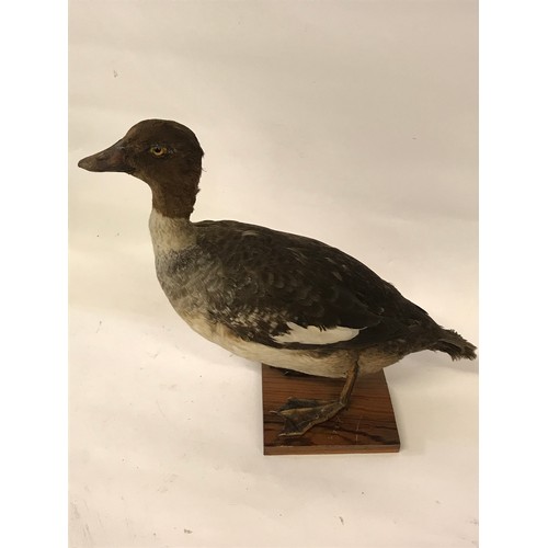 475 - Taxidermy Full Mount Of A Goldeneye.