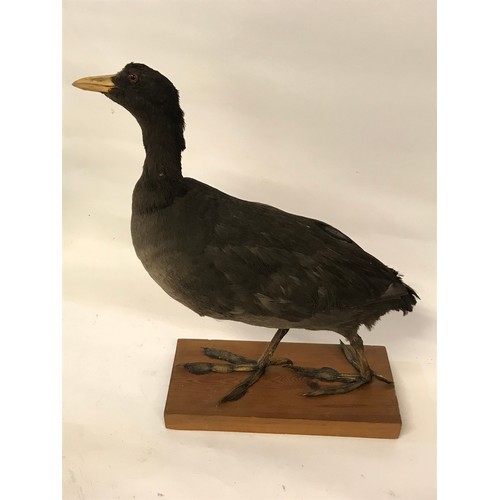 476 - Taxidermy Full Mount Of A Coot