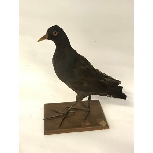 477 - Taxidermy Full Mount Of A Moorhen.