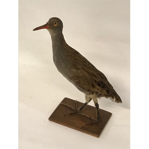 478 - Taxidermy Full Mount Of A Water Rail