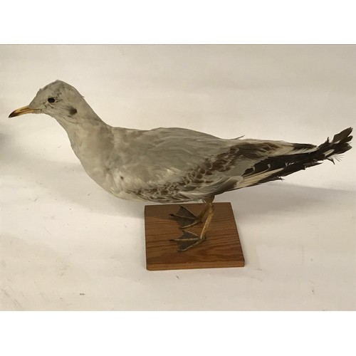 481 - Taxidermy Full Mount Of A Black Headed Gull.