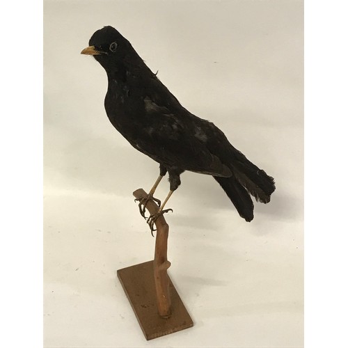 482 - Taxidermy Full Mount Of A Blackbird