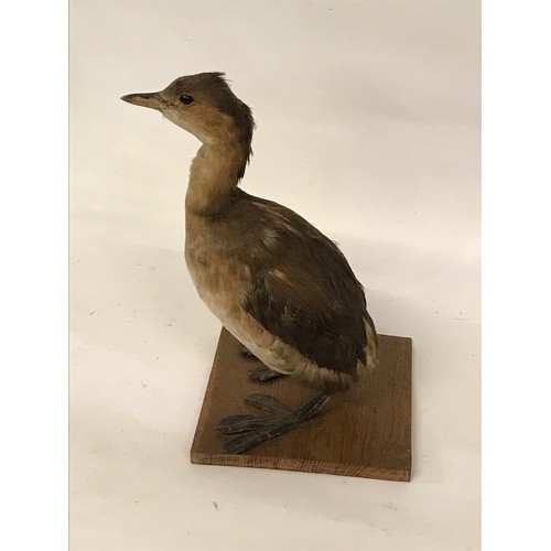 483 - Taxidermy Full Mount Of A Grebe