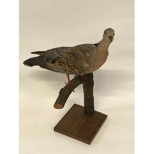 484 - Taxidermy Full Mount Of A Turtle Dove