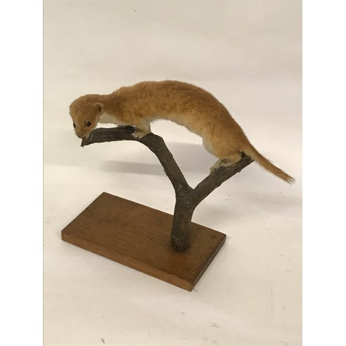 485 - Taxidermy Full Mount Of A Weasel .