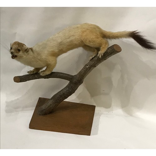 215 - Taxidermy Full Mount Of A Stoat.