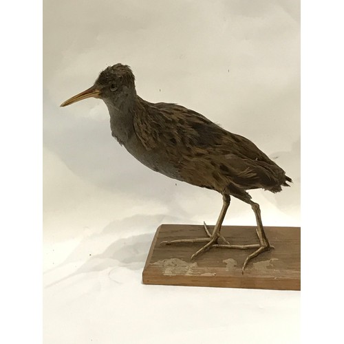 216 - Taxidermy Full Mount Of A Water Rail Bird.