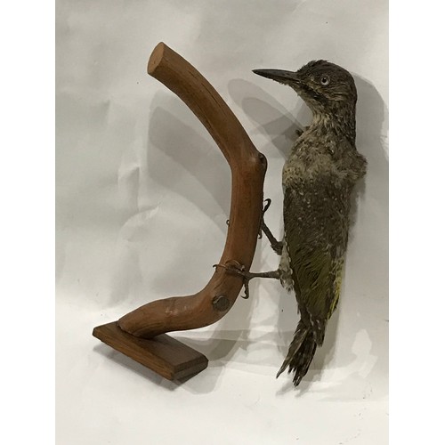 217 - Taxidermy Wood Pecker Bird Full Mount.