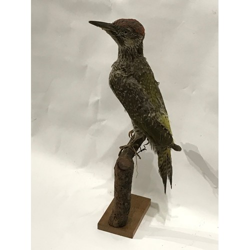 218 - Similar To Previous Lot Taxidermy Wood Pecker Bird Full Mount.