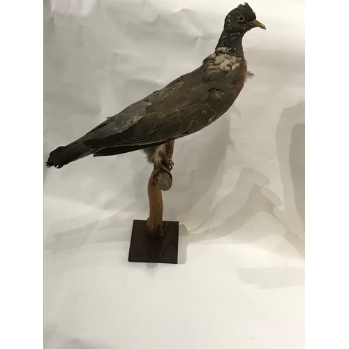 219 - Taxidermy Wood Pidgeon Full Mount