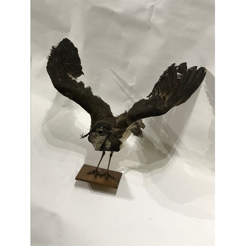 220 - Taxidermy Full Mount Lap Wing Pewit