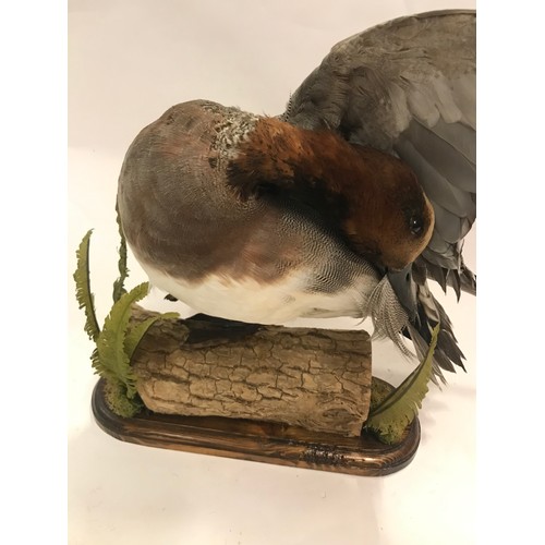 106 - Taxidermy Full Mount Widgeon On A Naturalistic Setting