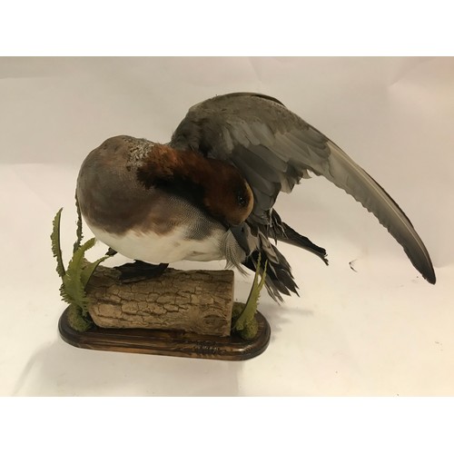 106 - Taxidermy Full Mount Widgeon On A Naturalistic Setting