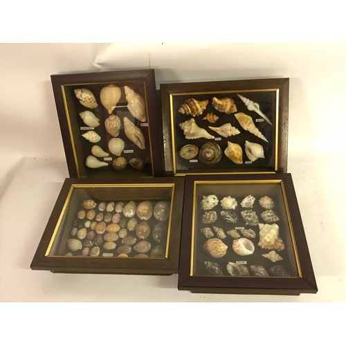 169 - 4 X Framed Collectors Shells, Triton, Conch Etc.